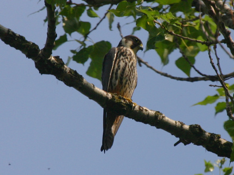 sokol lastovi�iar
 (Falco subbuteo
)