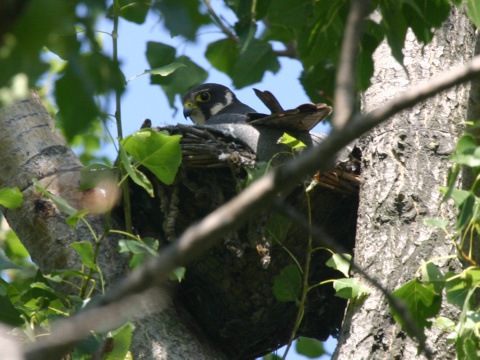 sokol lastovi�iar
 (Falco subbuteo
)