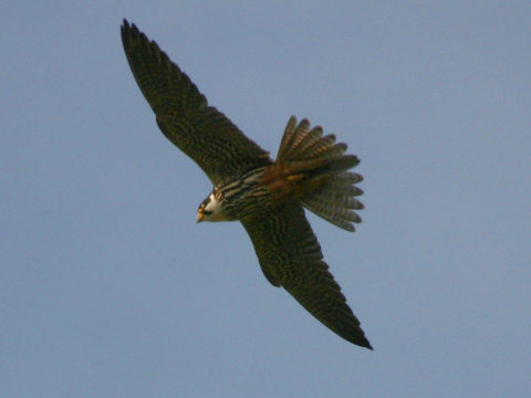 sokol lastovi�iar
 (Falco subbuteo
)