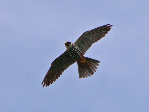 sokol lastovi�iar
 (Falco subbuteo
)