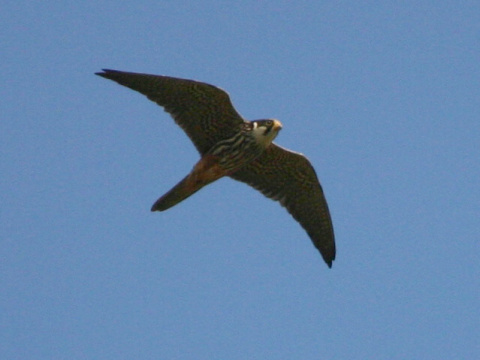 sokol lastovi�iar
 (Falco subbuteo
)