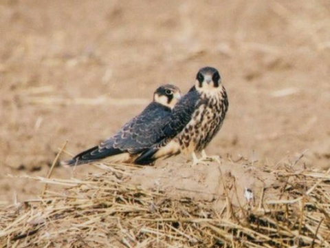 sokol lastovi�iar
 (Falco subbuteo
)