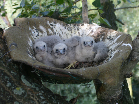 sokol lastovi�iar
 (Falco subbuteo
)