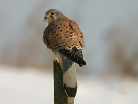 sokol my�iar
 (Falco tinnunculus
)