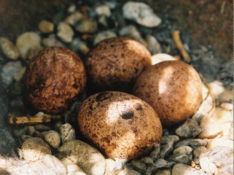 sokol my�iar
 (Falco tinnunculus
)