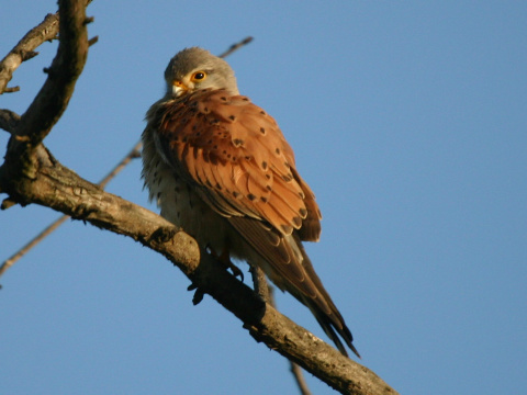 sokol my�iar
 (Falco tinnunculus
)