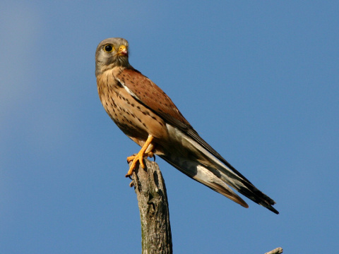 sokol my�iar
 (Falco tinnunculus
)