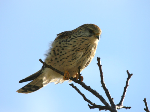 sokol my�iar
 (Falco tinnunculus
)