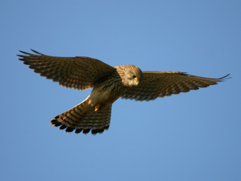 sokol my�iar
 (Falco tinnunculus
)