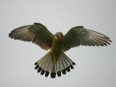 sokol my�iar
 (Falco tinnunculus
)