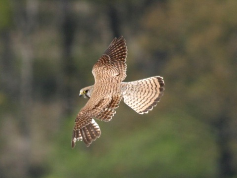 sokol my�iar
 (Falco tinnunculus
)