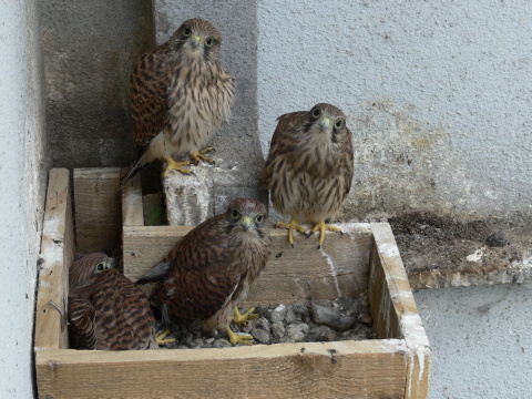 sokol my�iar
 (Falco tinnunculus
)