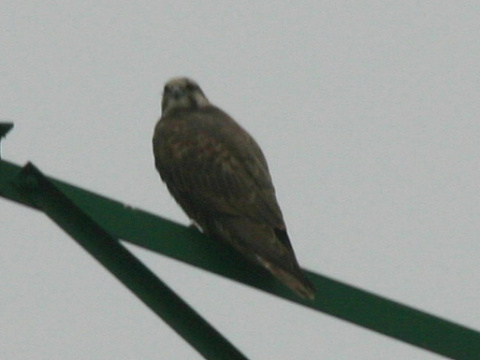 sokol r�roh
 (Falco cherrug
)