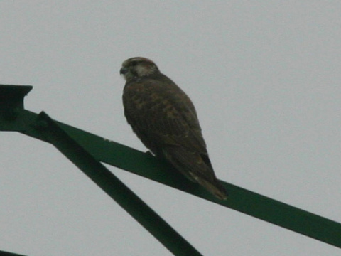 sokol r�roh
 (Falco cherrug
)