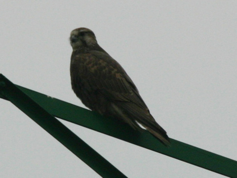 sokol r�roh
 (Falco cherrug
)