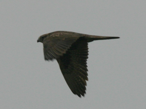 sokol r�roh
 (Falco cherrug
)