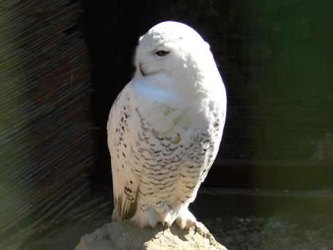 sova sne�n� / bela�a tundrov� 
 (Nyctea scandiaca
)