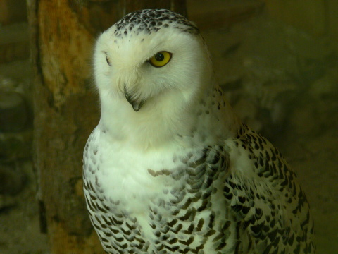 sova sne�n� / bela�a tundrov� 
 (Nyctea scandiaca
)