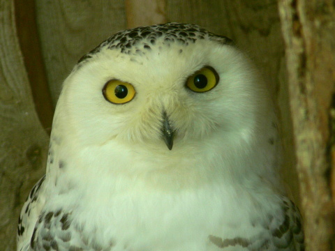 sova sne�n� / bela�a tundrov� 
 (Nyctea scandiaca
)