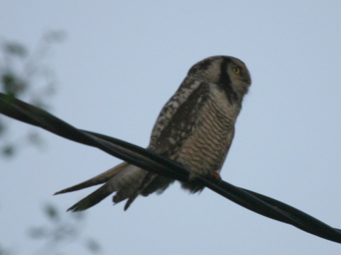 krahu�a h�rna
 (Surnia ulula
)