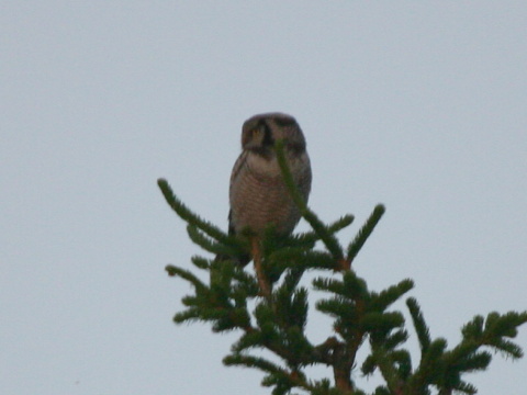 krahu�a h�rna
 (Surnia ulula
)