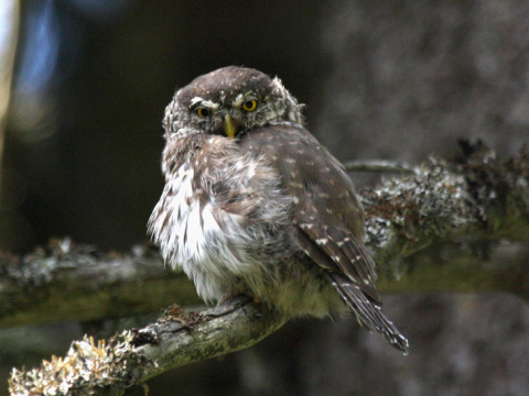 kuvi�ok vrab��
 (Glaucidium passerinum
)