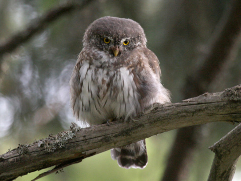 kuvi�ok vrab��
 (Glaucidium passerinum
)