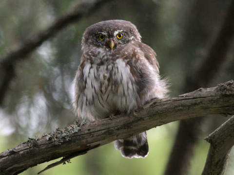 kuvi�ok vrab��
 (Glaucidium passerinum
)