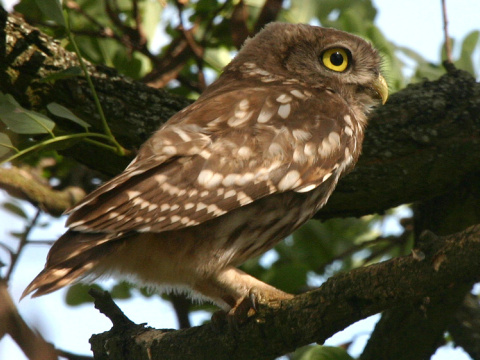 kuvik pla�liv� / kuvik oby�ajn�
 (Athene noctua
)