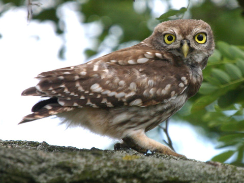 kuvik pla�liv� / kuvik oby�ajn�
 (Athene noctua
)