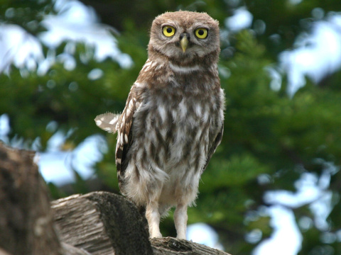 kuvik pla�liv� / kuvik oby�ajn�
 (Athene noctua
)