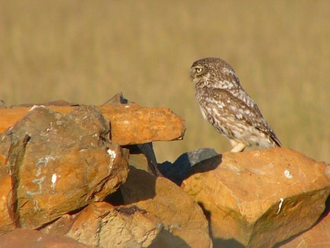 kuvik pla�liv� / kuvik oby�ajn�
 (Athene noctua
)