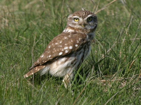 kuvik pla�liv� / kuvik oby�ajn�
 (Athene noctua
)
