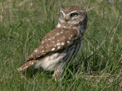 kuvik pla�liv� / kuvik oby�ajn�
 (Athene noctua
)