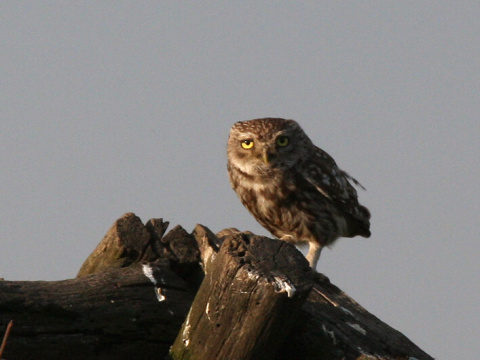 kuvik pla�liv� / kuvik oby�ajn�
 (Athene noctua
)