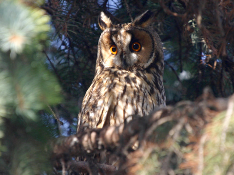 my�iarka u�at�
 (Asio otus
)