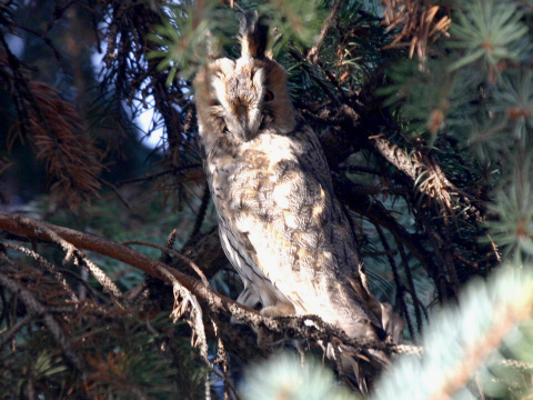 my�iarka u�at�
 (Asio otus
)