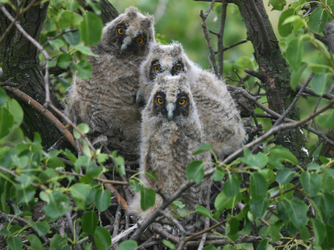 my�iarka u�at�
 (Asio otus
)