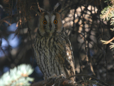 my�iarka u�at�
 (Asio otus
)