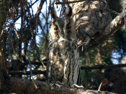 my�iarka u�at�
 (Asio otus
)