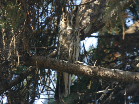 my�iarka u�at�
 (Asio otus
)