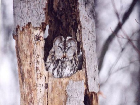 sova lesn� / sova oby�ajn�
 (Strix aluco
)