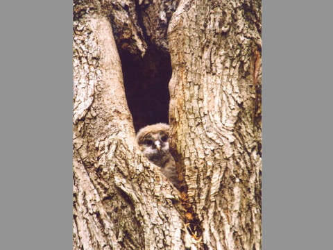 sova lesn� / sova oby�ajn�
 (Strix aluco
)