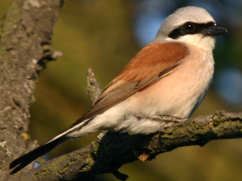 strako� �ervenochrbt� / strako� oby�ajn�
 (Lanius collurio
)
