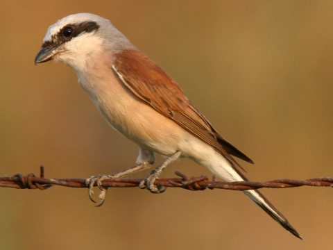 strako� �ervenochrbt� / strako� oby�ajn�
 (Lanius collurio
)