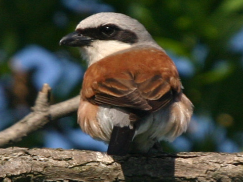 strako� �ervenochrbt� / strako� oby�ajn�
 (Lanius collurio
)