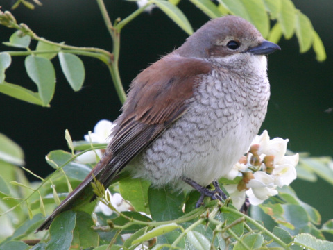strako� �ervenochrbt� / strako� oby�ajn�
 (Lanius collurio
)