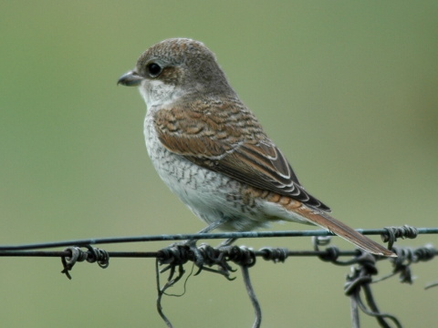 strako� �ervenochrbt� / strako� oby�ajn�
 (Lanius collurio
)