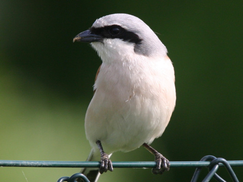 strako� �ervenochrbt� / strako� oby�ajn�
 (Lanius collurio
)