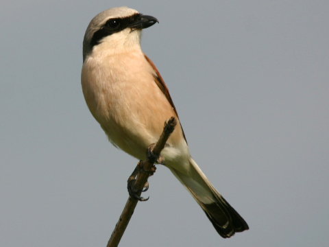 strako� �ervenochrbt� / strako� oby�ajn�
 (Lanius collurio
)